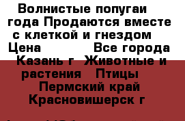 Волнистые попугаи, 2 года.Продаются вместе с клеткой и гнездом. › Цена ­ 2 800 - Все города, Казань г. Животные и растения » Птицы   . Пермский край,Красновишерск г.